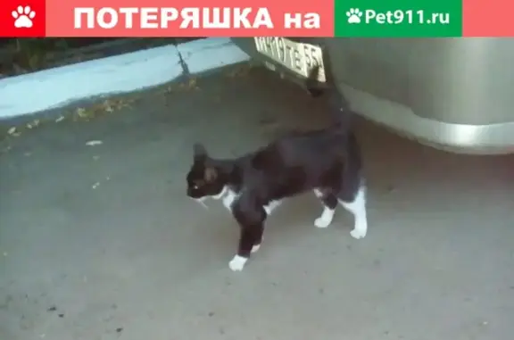 Найдена черно-белая кошка на ул. Серова, Омск