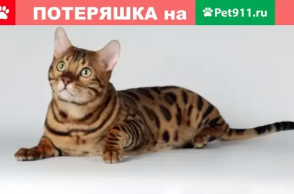Кошки потеряшки, Москва, фото: Потеряшка кошка породы Бенгал на ул. Нижняя Красносельская, 9