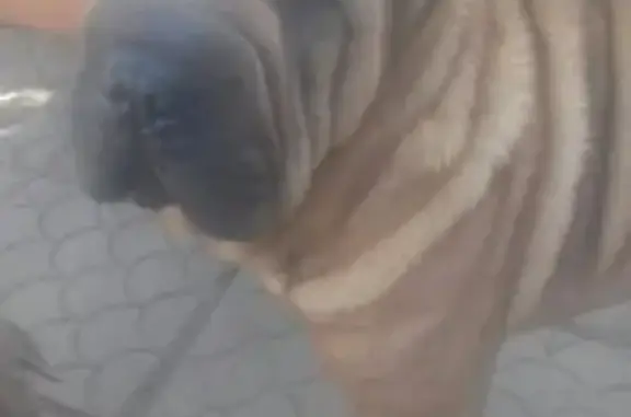 Пропала собака Шар Пей в Лысково, Нижегородская область