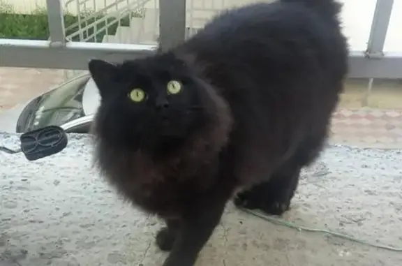 Пропала кошка в Якутске, вознаграждение 5000 руб.
