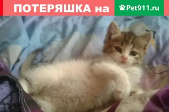 Пропала кошка в пос. Мирный, Самарская обл.