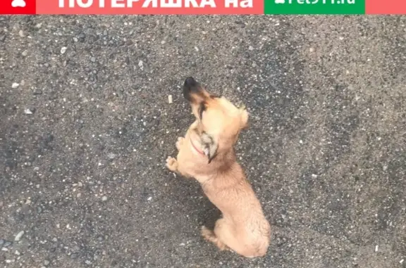 Собака на остановке КСК в Чите