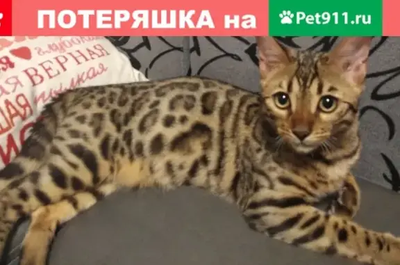 Пропал кот на 22 декабря в Омске, помогите найти
