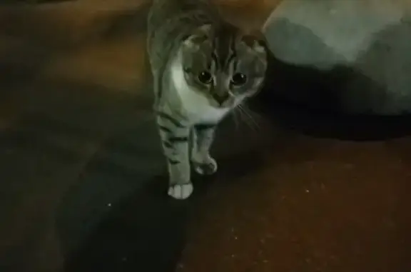 Найдена кошка на ул. Маршала Катукова, д. 11, к. 2
