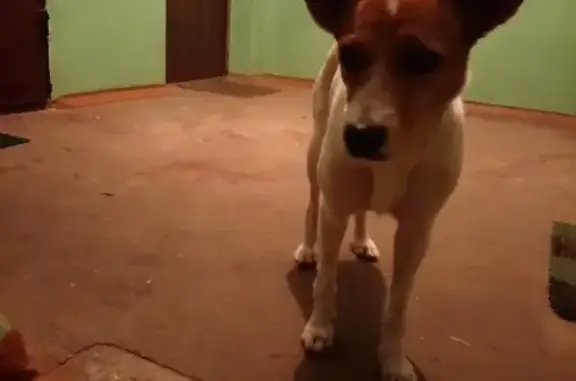 Собака найдена в Электростали.