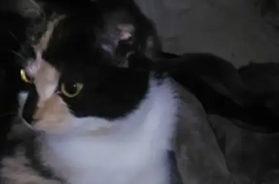 Кошки потеряшки, Москва, фото: Потеряшка кошка на Кирпичной ул., 51