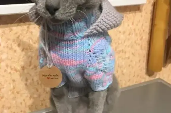 Кошки потеряшки, Курган, фото: Потеряшка кошка в СНТ Механизатор, Храпово, вознаграждение гарантировано