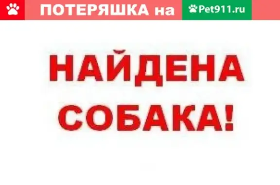 Найдена хаски в Таганроге #Котопес_Найденные