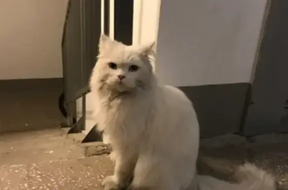 Потерялась голубоглазая кошка в Магнитогорске
