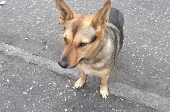 Найдена собака на ул. Героев Рыбачьего, Мурманск