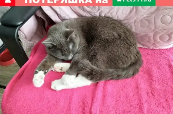 Найдена серо-белая кошка в ЖК Светлый, Екатеринбург