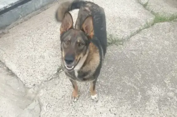 Найдена собака в Нижнем Новгороде, ищем хозяев