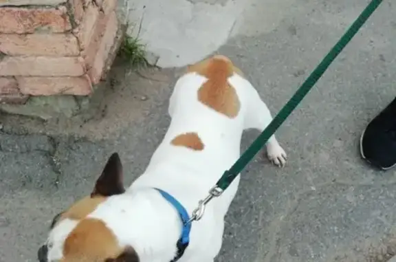 Найдена собака в Купчино, ищет старых хозяев