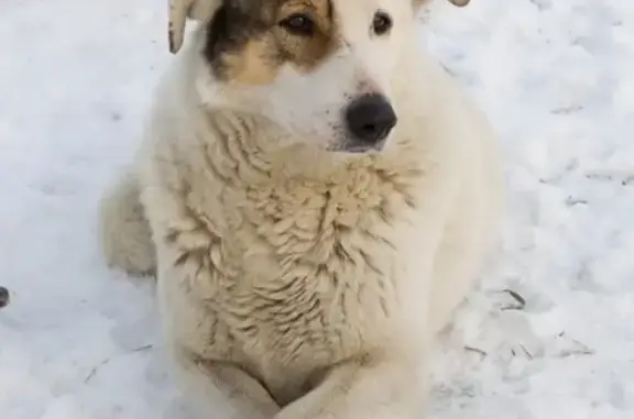 Пропала собака в СПб - Кудрово, ищут Белого.