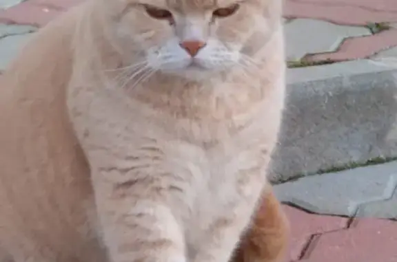 Пропал кот Гриша в Череповецком р-оне, персикового окраса.