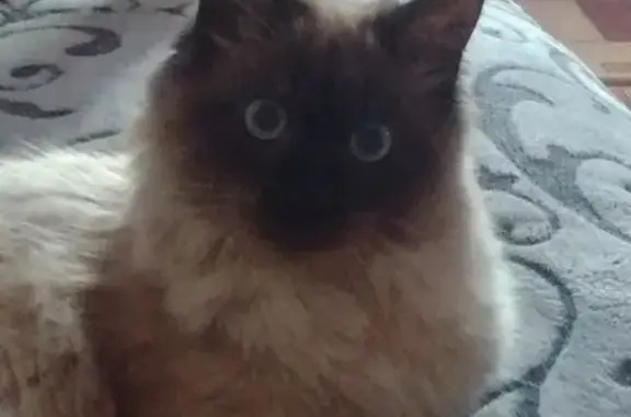 Кошки потеряшки, Кяхта, фото: Потеряшка кот Тихон в районе госпиталя, Кяхта.