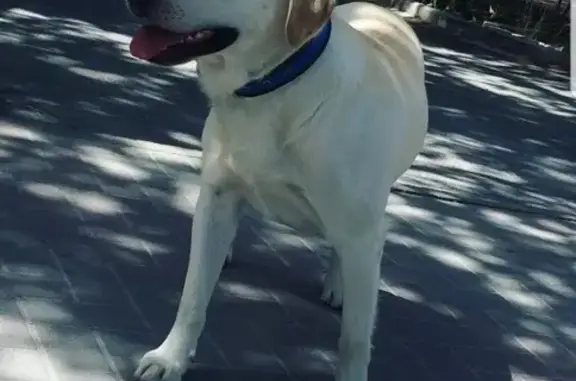 Собаки потеряшки, Анапа, фото: Потеряшка собака Оскар на ул. Одесской, Анапа.