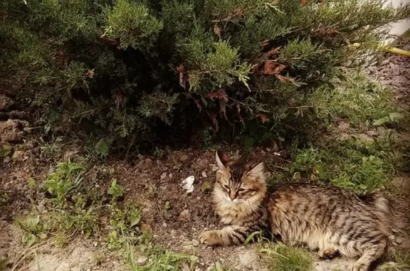 Пропала кошка в Красносельском районе СПб