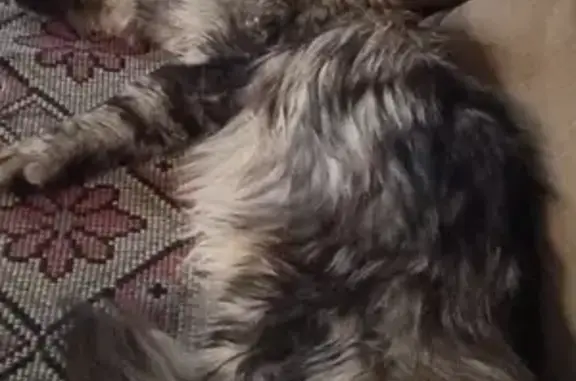 Потерянные животные Ярославль, фото: Пропала кошка в Ярославле, район д. Летешовка