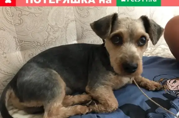 Найдена собака на ул. Белградская, СПб https://vk.com/sweet____pie