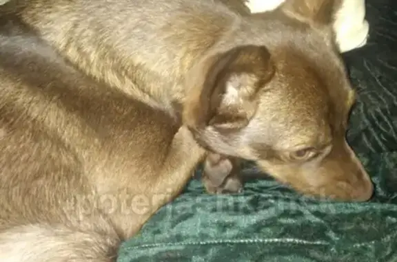 Найдена собака в Раздольном, Новосибирск