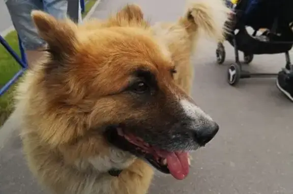 Найден пёс в Всеволожске на Колтушском шоссе