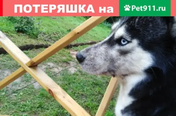 Пропала собака Хаски в д. Старожелтиково, Московская область