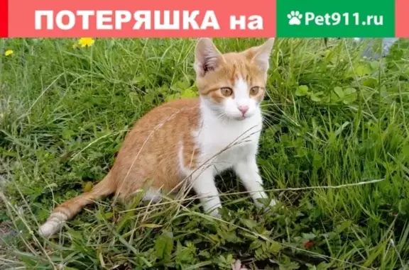 Пропал котенок, рыжий с белым, ул. Кузнецкая, Мантурово