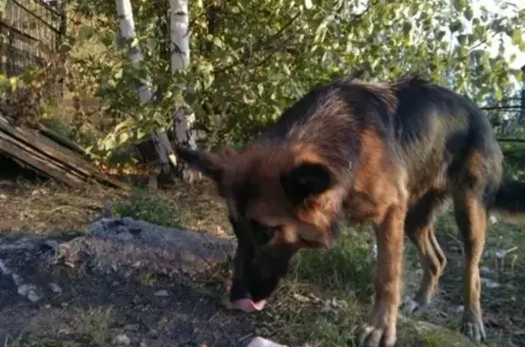 Найден пес, окрас черно-чоричневый возле кладбища в Ульяновской области