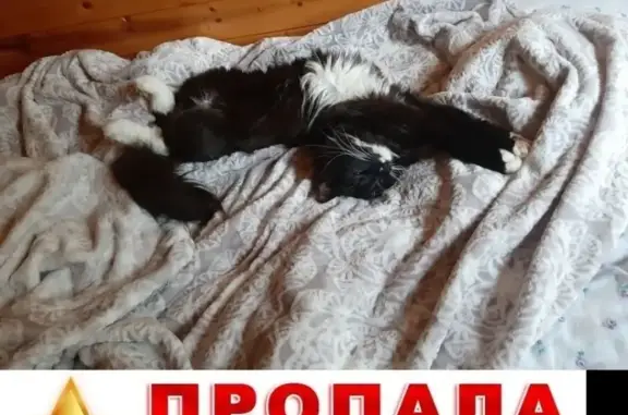 Пропала кошка в Чеховском районе, вознаграждение 5000 рублей.