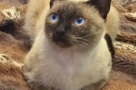 Найден молодой сиамский кот на Предмостовой пл. в Саратове (тел. 89172157732)