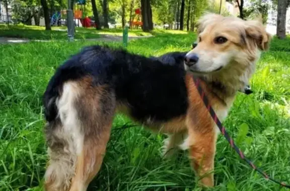 Собаки потеряшки, Москва, фото: Потеряшка собака на ул. Седова, 6к2 (Свиблово) - вознаграждение!