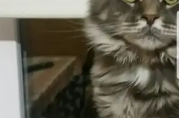 Пропал кот Мейн кун в Иглинском районе, вознаграждение предоставляется