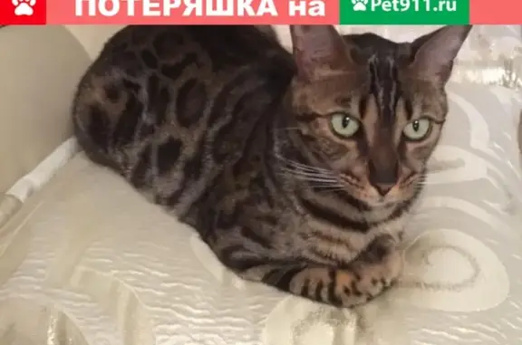 Пропала кошка Флора в Хабаровске на Чапаева