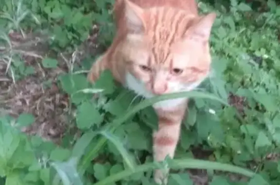 Пропала кошка Персик на улице Сарматской, Новочеркасск