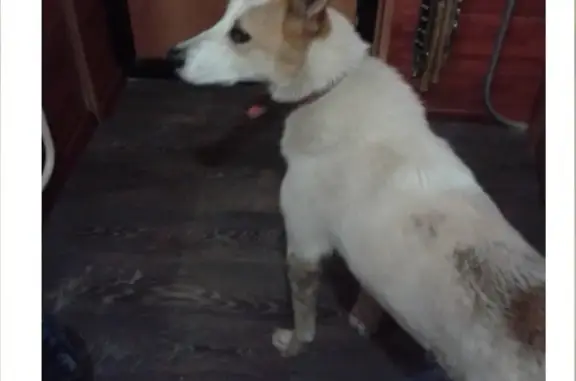 Найдена собака в Ноябрьске, ищем хозяина