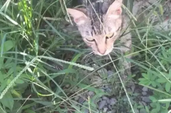 Найдена кошка на отставке Лесничество в Сочи
