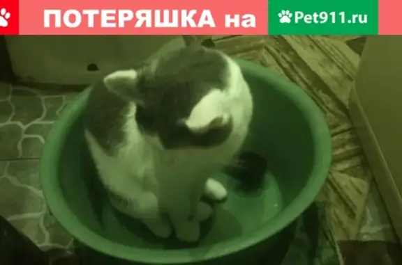 Кошки потеряшки, Саранск, фото: Потеряшка кошка в Саранске, Мордовия