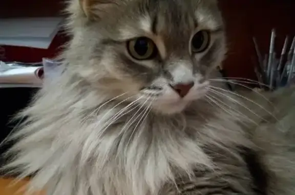 Пропала кошка в Нижнекамске, сообщите, если найдете