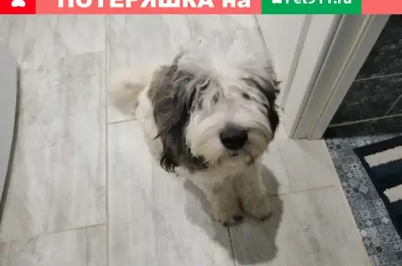 Найдена собака на Рязанском проспекте в Москве!