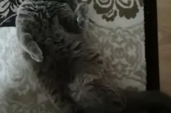 Пропала кошка в Тюмени, Липовый Остров
