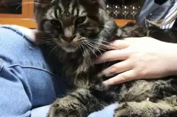 Найден домашний кот породы Мейн-Кун в Соликамске