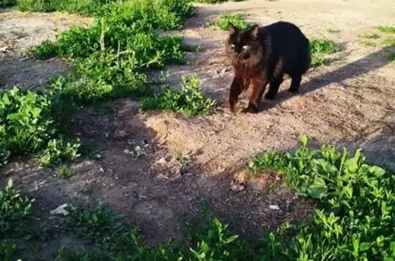 Пропала кошка Буся в Деревне Русский Усть-Маш