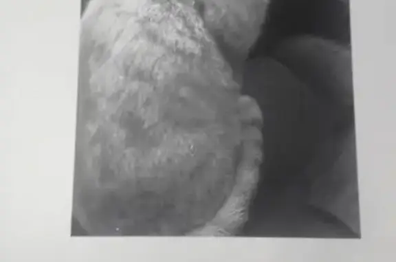 Кошки потеряшки, Смоленск, фото: Потеряшка кот Яша в Смоленске, вознаграждение 5000, звоните!