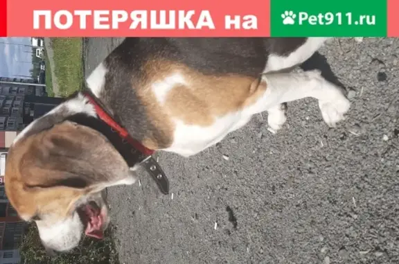 Найдена собака в деревне Суханово, Московская область