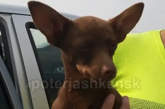 Найдена собака в Ярково, ищем хозяев!