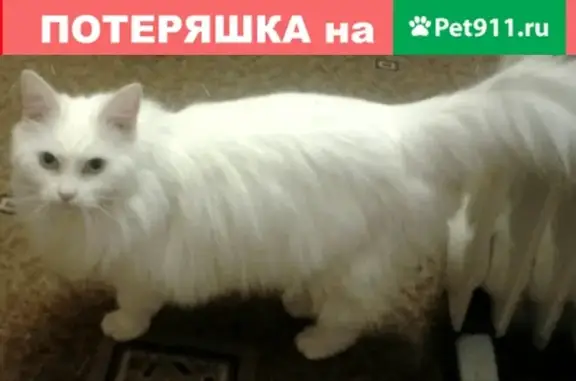 Пропала кошка на Нагорной улице, Воронеж, вознаграждение гарантируем!