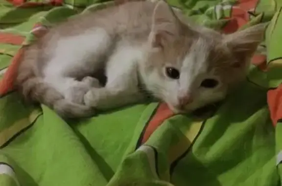 Кошки потеряшки, Саранск, фото: Потеряшка кот, бело-рыжий окраски, юг-запад МГПИ, вознаграждение.