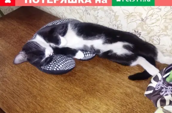Пропал кот Васька в районе Лукьяновка, Омск