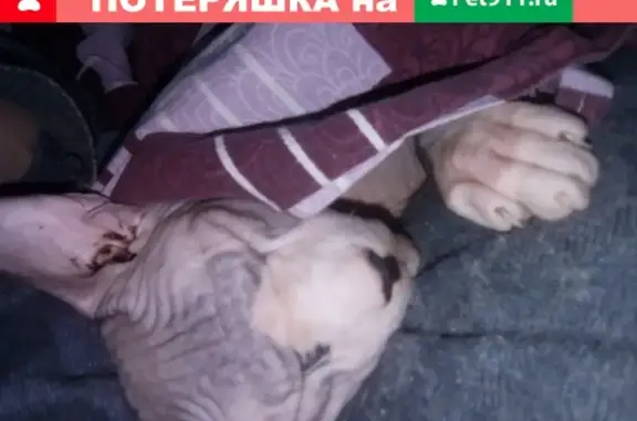 Пропал кот на ул. Островского 50, Барнаул